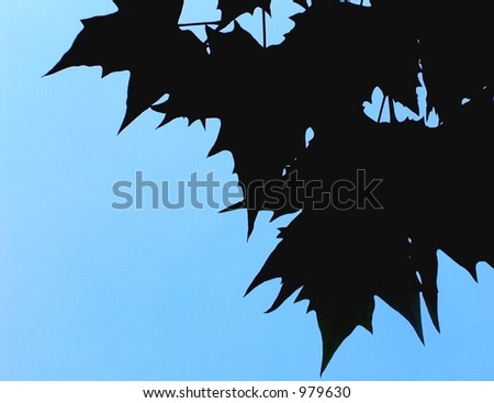 Maple tree leaves silhouette