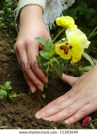 Woman planting a flower in a garden.