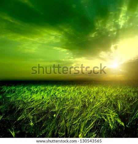 Field Of Wheat And Cloud In The Sky