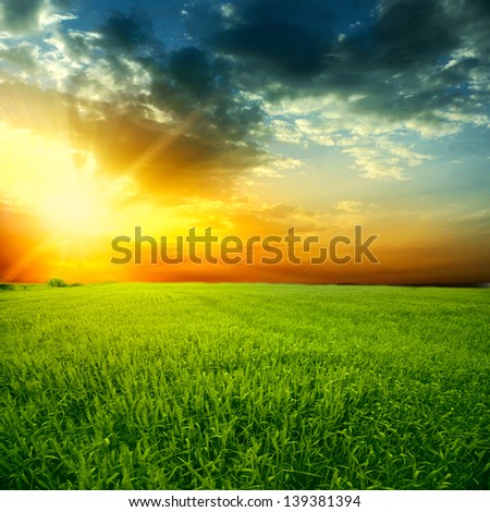 Beautiful colorful sunset over the wheat field