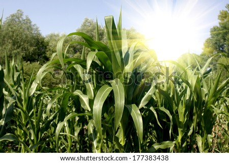 Beautiful sun rise over the corn field
