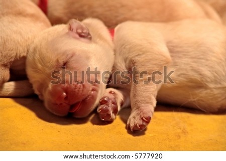 Just born labrador puppy sleeping
