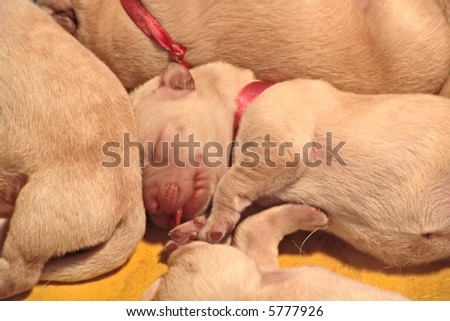yellow lab puppies sleeping. labrador puppy sleeping