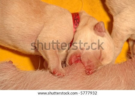 Just born labrador puppy sucking