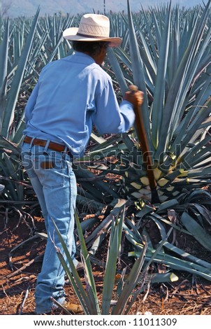 Tekila,Pija Ambasadore e Meksikes Stock-photo-blue-agave-harvesting-to-make-tequila-11011309
