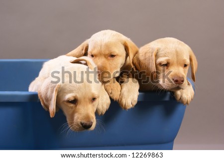 Three Puppies in a tub