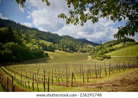 Beautiful vineyard land located in the Napa Valley, California