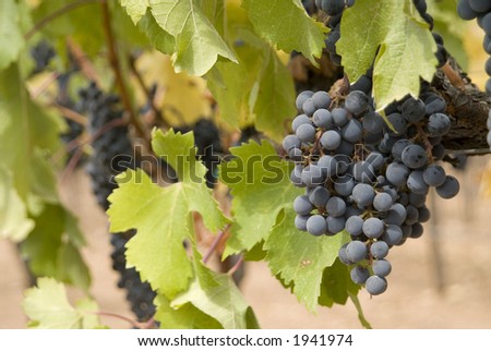 vineyards with red wine grapes clusters, ready for harvest