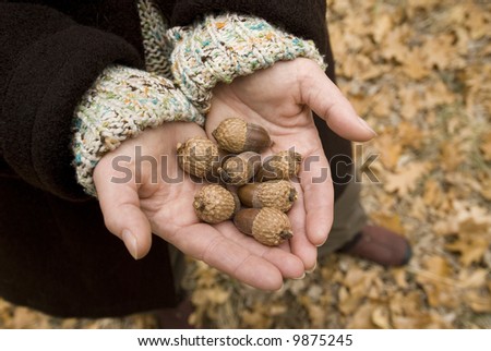 womans hands holding black oak acorns