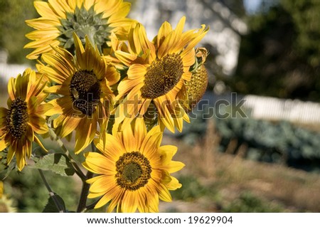 sunflowers, bee visible on one flower, house in background