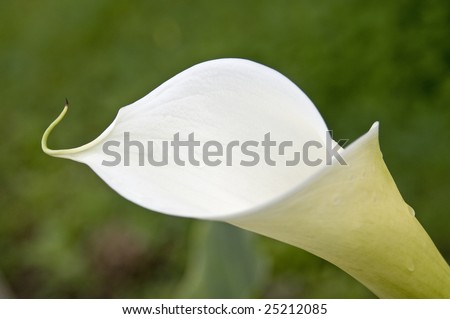 calla lily flower, very soft light, closeup
