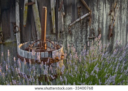 old grape press against barn with old farm tools hanging of the wall, lavender in foreground