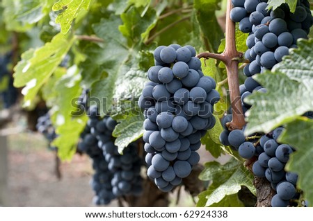wine grape clusters ready for harvest, taken in mid october, Napa Valley wine country