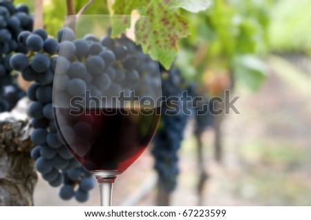 collage of wine glass and grapes on the vine