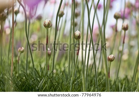 closeup of lush green grass, taken with macro lens, also shows small flowers sprouting up