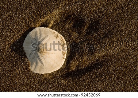 sand dollar in the wet sand, northern california beach