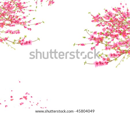 stock photo Peach or Cherry blossom Background in spring time