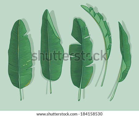 Banana Leaves Stock Vector 184158530 : Shutterstock