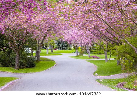 Cherry tree blossoms on a quiet country road.