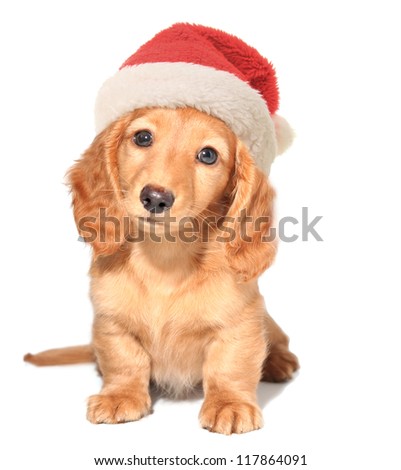Miniature dachshund puppy wearing a Santa hat. Miniature dachshund puppy wearing a Santa hat.