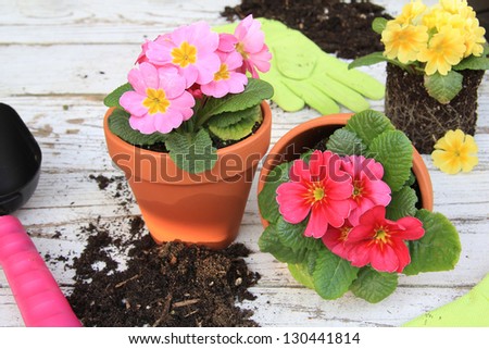 Spring Primula flowers and planters. Also available in vertical.
