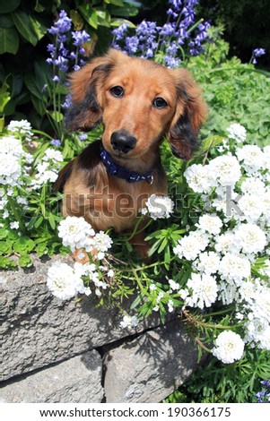Longhair dachshund puppy outside surrounded by spring flowers.