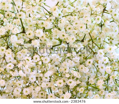 Baby Sbreath Flowers on Baby S Breath Flowers  Close Up  Stock Photo 2383476   Shutterstock