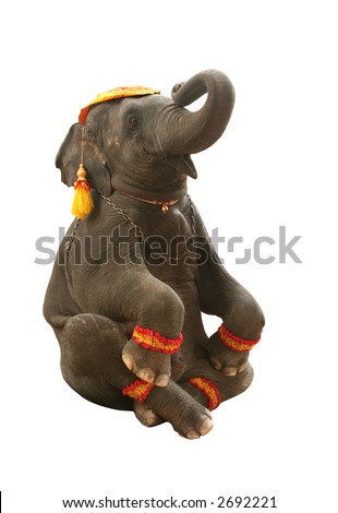 Elephant Position