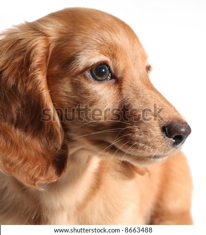 Miniature Long Haired Daschund Puppies. mini long haired dachshund