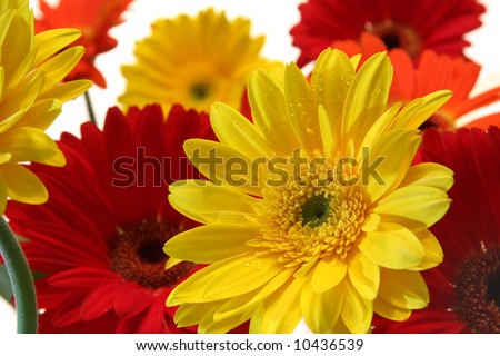 Summer flowers, the gerbera daisy. Water droplets visible at 100%