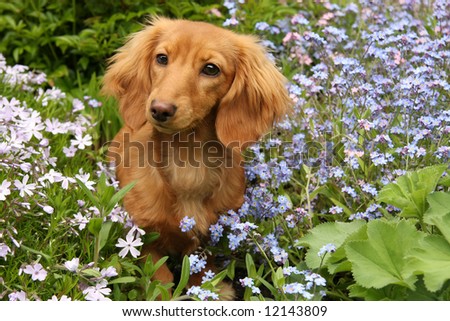 Dachshund puppy, surrounded by flowers.