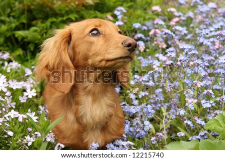 Dachshund puppy surrounded by flowers.