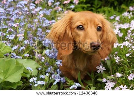 Dachshund puppy surrounded by spring flowers.