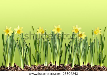 Row of springtime daffodils on a green background.