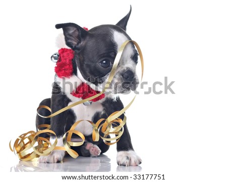 Dressed up puppies