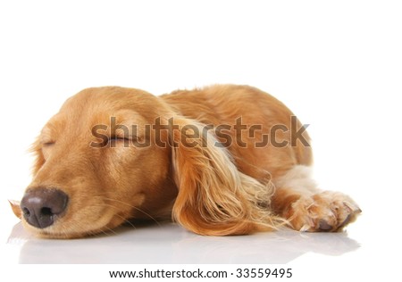 long haired dachshund photos. cream long haired dachshund