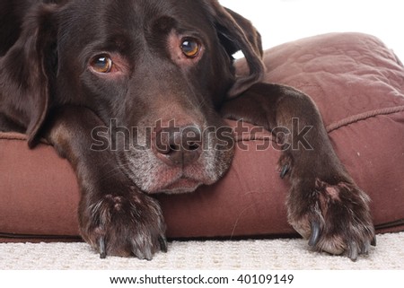 Very sad looking, very old Labrador retriever. Also available in vertical.