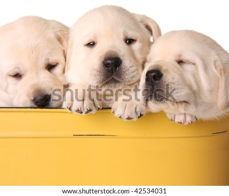yellow lab puppies for sale. yellow labrador puppies for