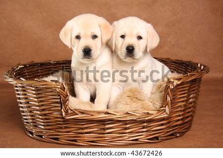 stock photo : Two yellow lab yellow lab puppies sleeping. stock photo : Two yellow lab