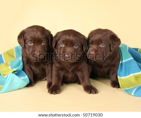 chocolate lab puppies. Three chocolate labrador