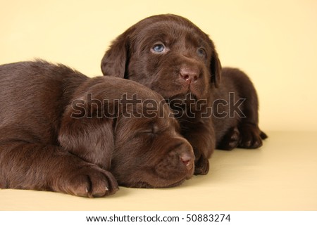 Purebred Lab Puppies