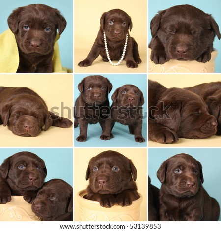 black lab golden retriever mix puppies. hot Black lab mix puppy golden