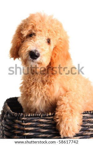 goldendoodle puppy. Golden doodle puppy in a