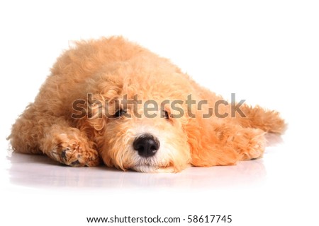 goldendoodle puppy. stock photo : Golden doodle