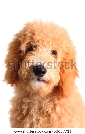 black goldendoodle puppy. Golden doodle puppy