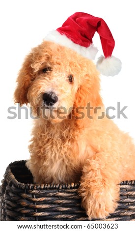 goldendoodle puppy red. stock photo : Goldendoodle puppy wearing a Santa hat in a wicker basket.
