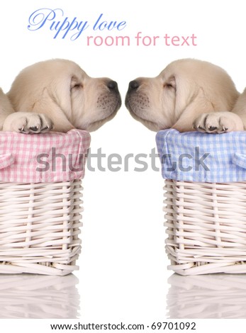 Puppies And Love. stock photo : Puppy love,