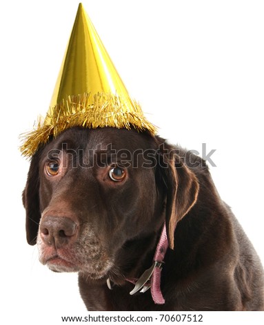 Old labrador retriever wearing a birthday hat.