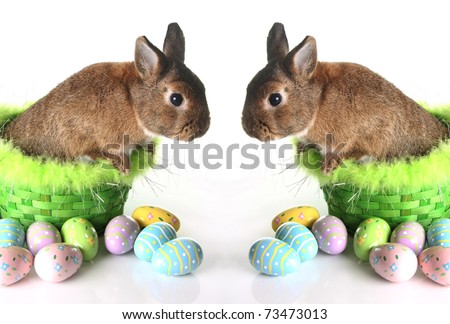easter bunnies and chicks and eggs. unnies, chicks eggs