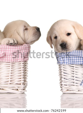 Puppies And Love. stock photo : Puppy love,
